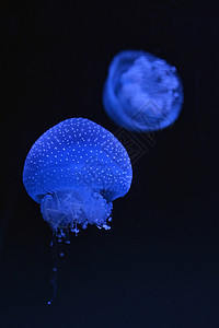 白色斑点水母水族馆游泳图片