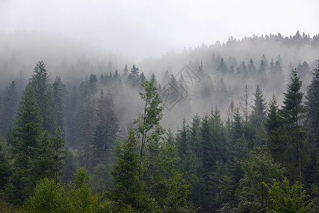 夏天山上的罗马尼亚雾林图片