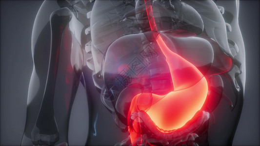腹部器官人体胃发光的科学解剖扫描人体胃放射学检查背景