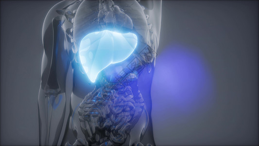 人类肝脏发光的科学解剖扫描人类肝脏放射学检查背景图片