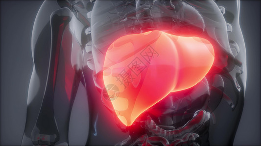 爱护肝脏人类肝脏发光的科学解剖扫描人类肝脏放射学检查背景