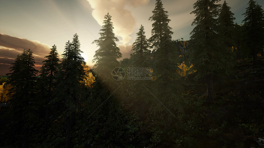 阳光山上的森林里,日落的时候日落时森林里的阳光图片
