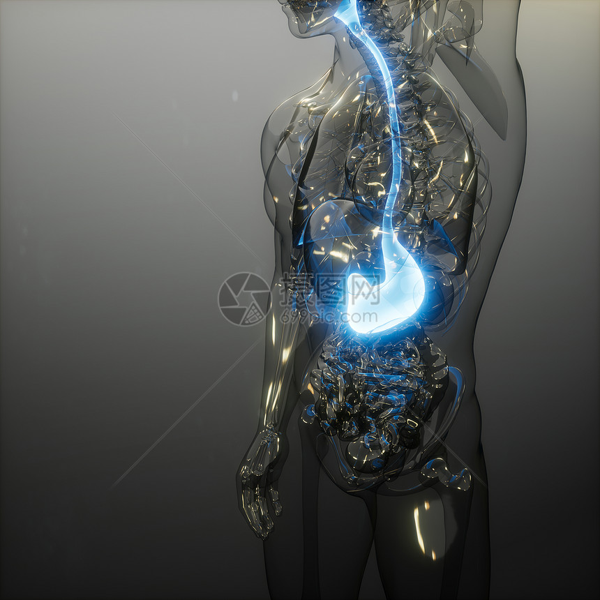 人体胃发光的科学解剖扫描人体胃放射学检查图片
