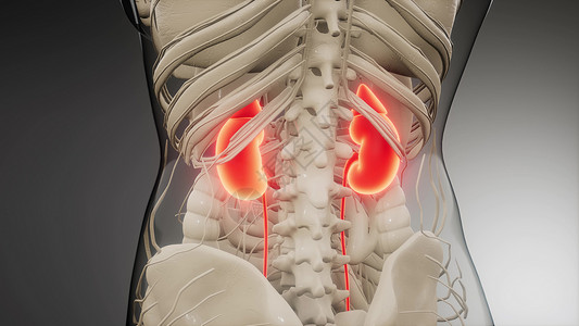 肾病变三维医学上准确地说明了肾脏医学上准确地说明肾脏背景