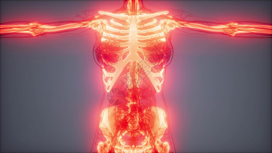 人类骨骼的医学科学片段透明的人体,有可见的骨头图片