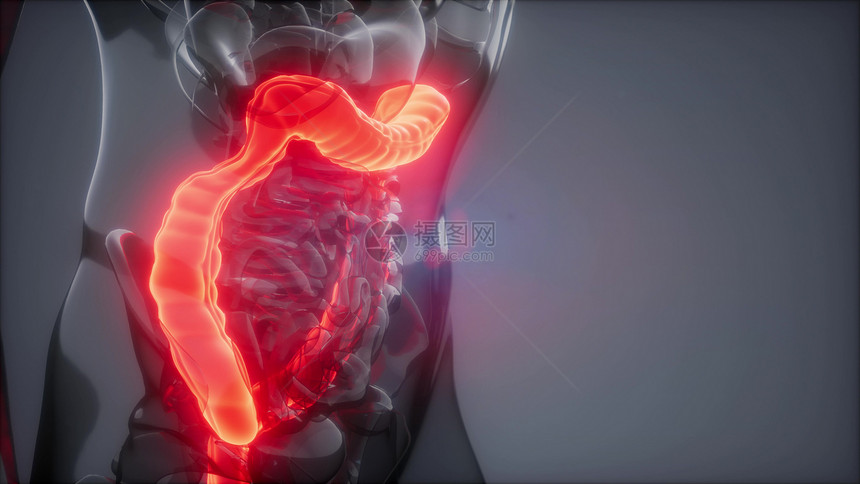人类结肠发光的科学解剖扫描人类结肠放射学检查图片