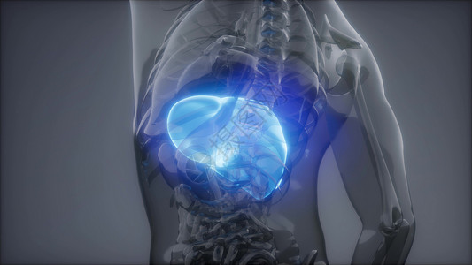 人体躯干人类肝脏发光的科学解剖扫描人类肝脏放射学检查背景