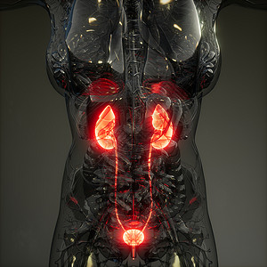 附睾人体肾脏发光的科学解剖扫描人体肾脏的科学解剖扫描背景