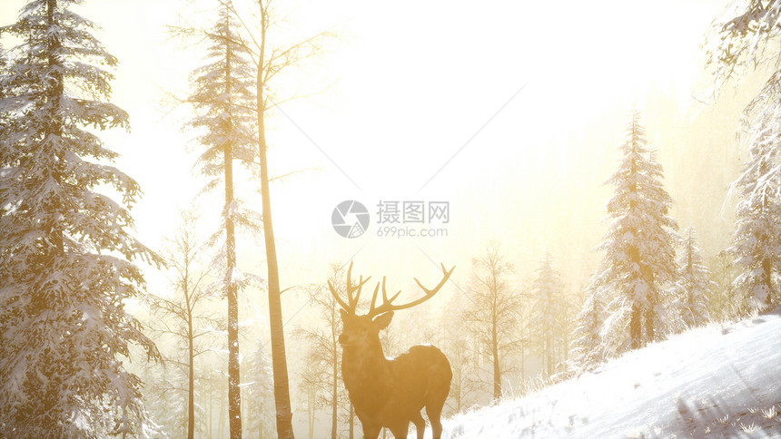 骄傲的高贵鹿雄冬天的雪山森林里骄傲的高贵鹿雄冬天的雪林图片