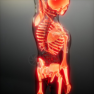人体骨骼的医学科学形象透明的人体,有可见的骨头图片