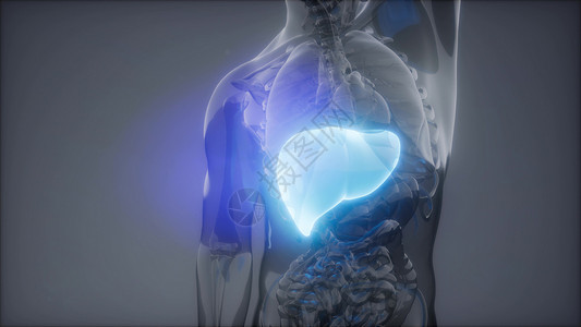 人类肝脏发光的科学解剖扫描人类肝脏放射学检查背景图片