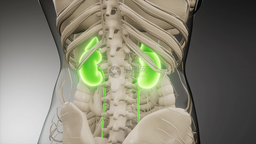 三维医学上准确地说明了肾脏医学上准确地说明肾脏图片
