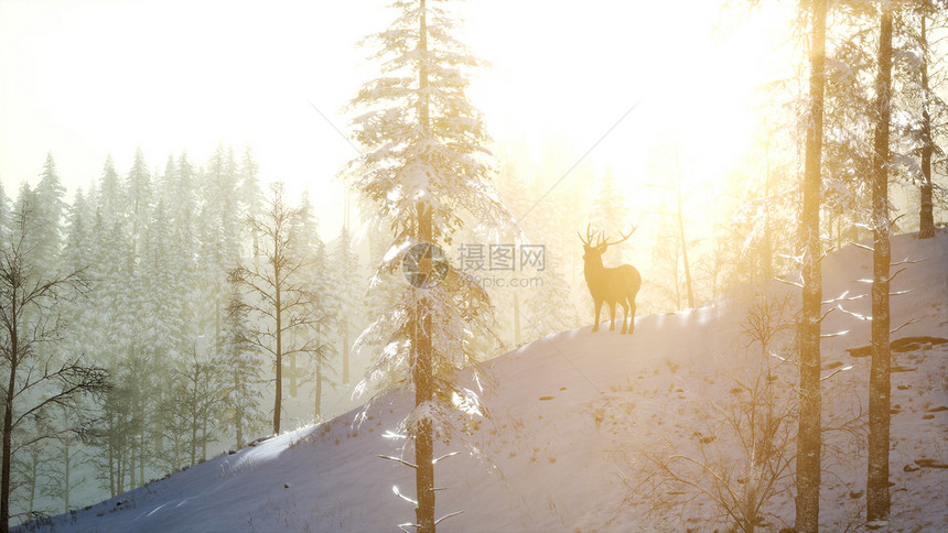 骄傲的高贵鹿雄冬天的雪山森林里骄傲的高贵鹿雄冬天的雪林图片