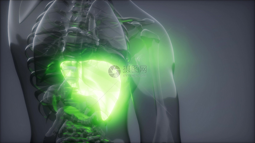 人类肝脏发光的科学解剖扫描人类肝脏放射学检查图片