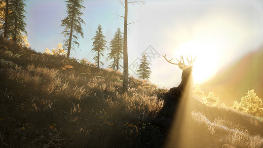 树深时见鹿日落时山林中的鹿雄日落时森林里的鹿雄背景