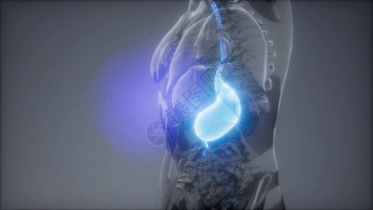 胃食管人体胃发光的科学解剖扫描人体胃放射学检查背景