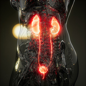 附睾人体肾脏发光的科学解剖扫描人体肾脏的科学解剖扫描背景