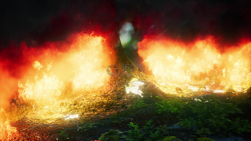 森林火灾时,风吹燃烧的树上图片