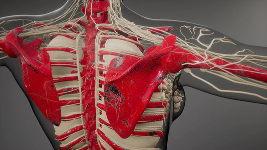 人类骨骼的医学科学插图透明的人体,有可见的骨头图片