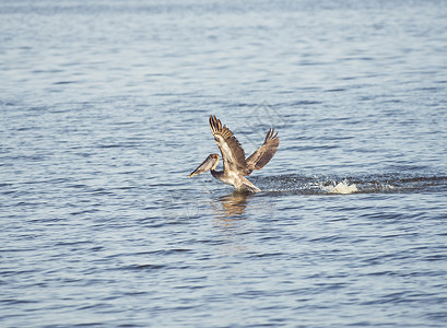 佛罗里达湖的棕色鹈鹕捕鱼背景图片