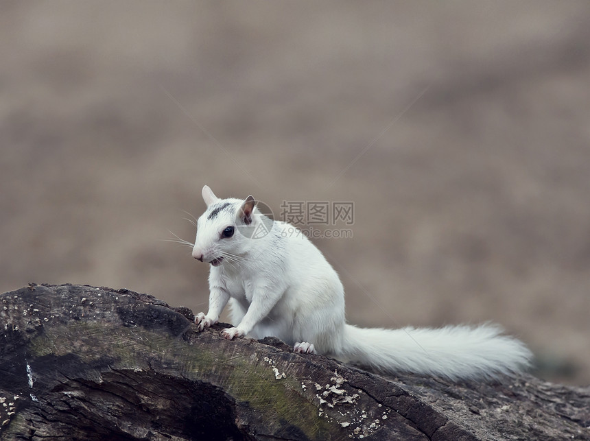 野生白色白化松鼠坐树上图片