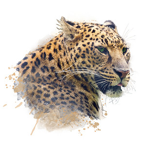 白色背景上豹子的水彩肖像高清图片