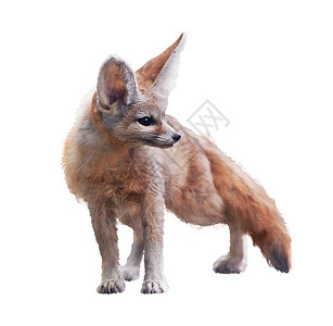 小狐狸动物边框芬尼克狐狸水彩插图白色背景背景