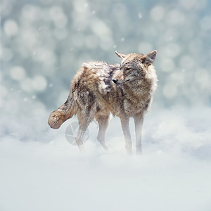 年轻的郊狼冬天的雪中行走图片素材