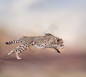 奔跑猎豹的形象背景图片