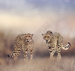 草原上的两只年轻的猎豹图片