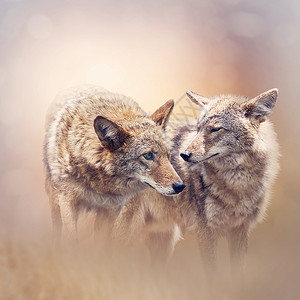 两只狼两只年轻的郊狼日落时背景