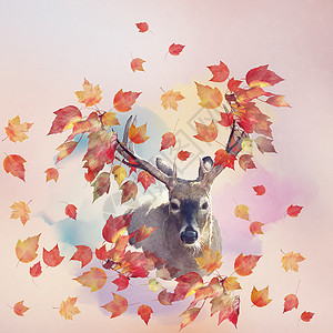 秋天树叶的鹿像秋天的图片