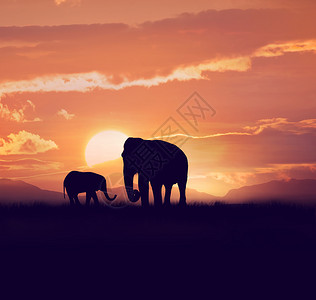 日落时的婴儿大象妈妈图片