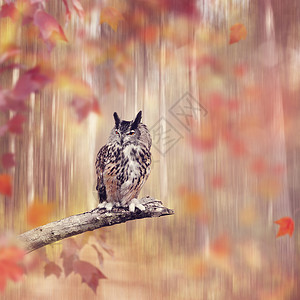 大角猫头鹰栖息秋天的森林里背景图片
