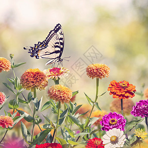 燕尾蝶以五颜六色的津尼亚花为食背景图片