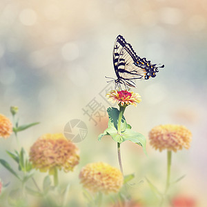 燕尾蝶以五颜六色的津尼亚花为食背景图片