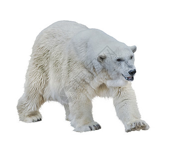 北极熊对话框白色背景上分离的大北极熊背景