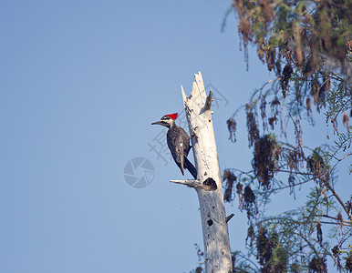 佛罗里达湿地的棵树上堆放着啄木鸟图片