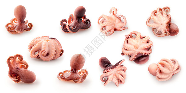 创意食物饮食健康饮食照片,美味的套煮熟的婴儿章鱼海鲜触手为美食白色背景图片