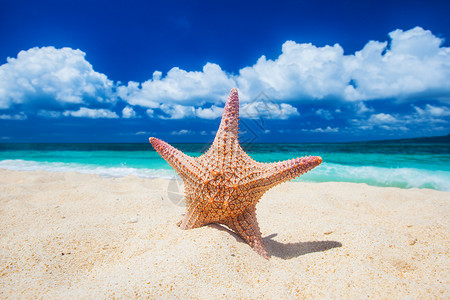 热带海滩,海星白沙中热带海滩有海星图片