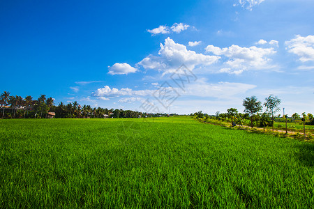 泰国蓝天下绿色稻田的美丽景观绿色稻田图片