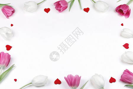 粉红色白色郁金香花心白色背景边框与隔离白人节郁金香的心框背景图片