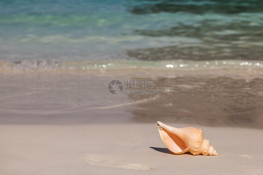 热带海滩特写镜头上的个大贝壳海滩上的贝壳图片