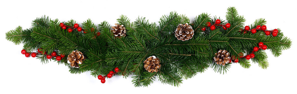 自然冷杉圣诞树树枝,圆锥形红色浆果分离白色,为文本冷杉树枝装饰白色图片