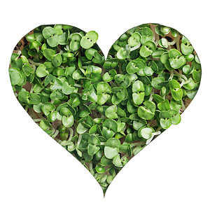 发芽的绿色植物生长白色背景上心形发芽的绿色植物心形的图片