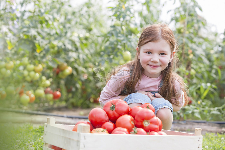 农场板条箱里带着新鲜有机西红柿的微笑女孩的肖像图片