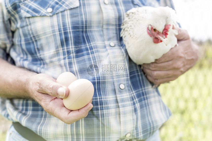 农民农场里着鸡肉新鲜鸡蛋的中段图片