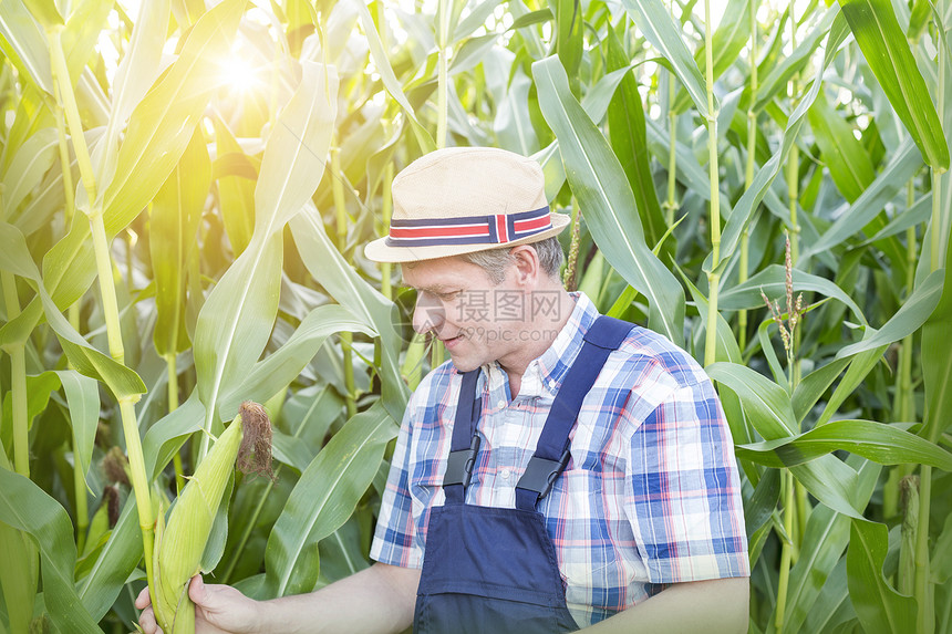 成熟的农民农场检查玉米芯图片