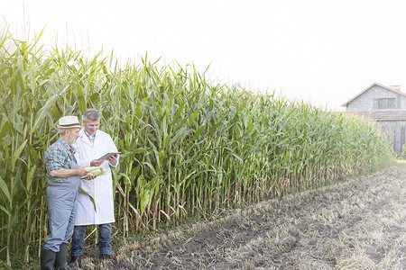 农民科学家农场检查玉米作物时用数字平板电脑图片