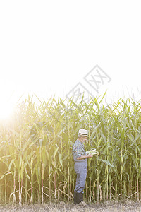 农民农场着天空检查玉米图片